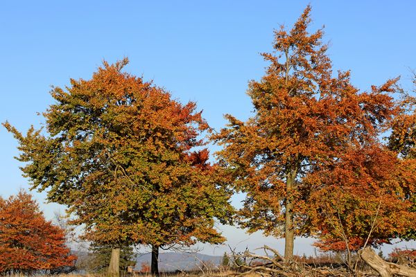 Der Kahle Asten im Herbst 1