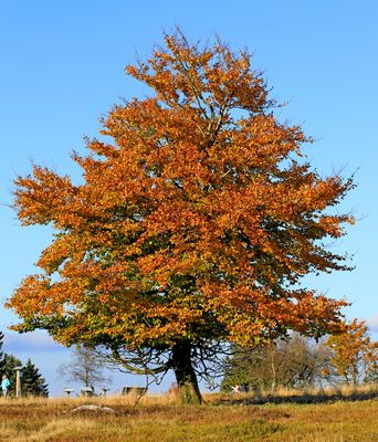 Der Kahle Asten im Herbst 3