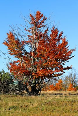 Der Kahle Asten im Herbst 4