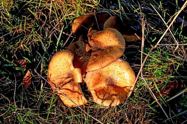 Der Kahle Asten im Herbst 5 (Pilze im Licht der schon tief stehenden Sonne)