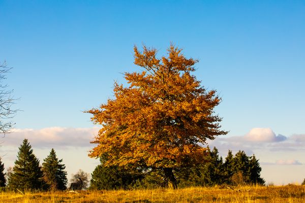 Der Kahle Asten im Herbst 6