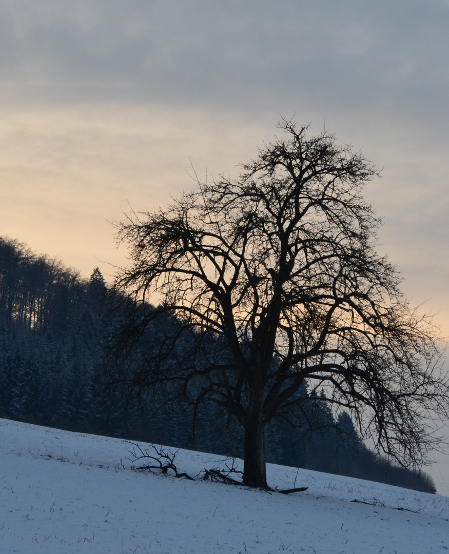 Der kahle Baum