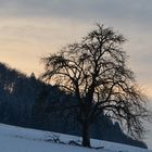 Der kahle Baum