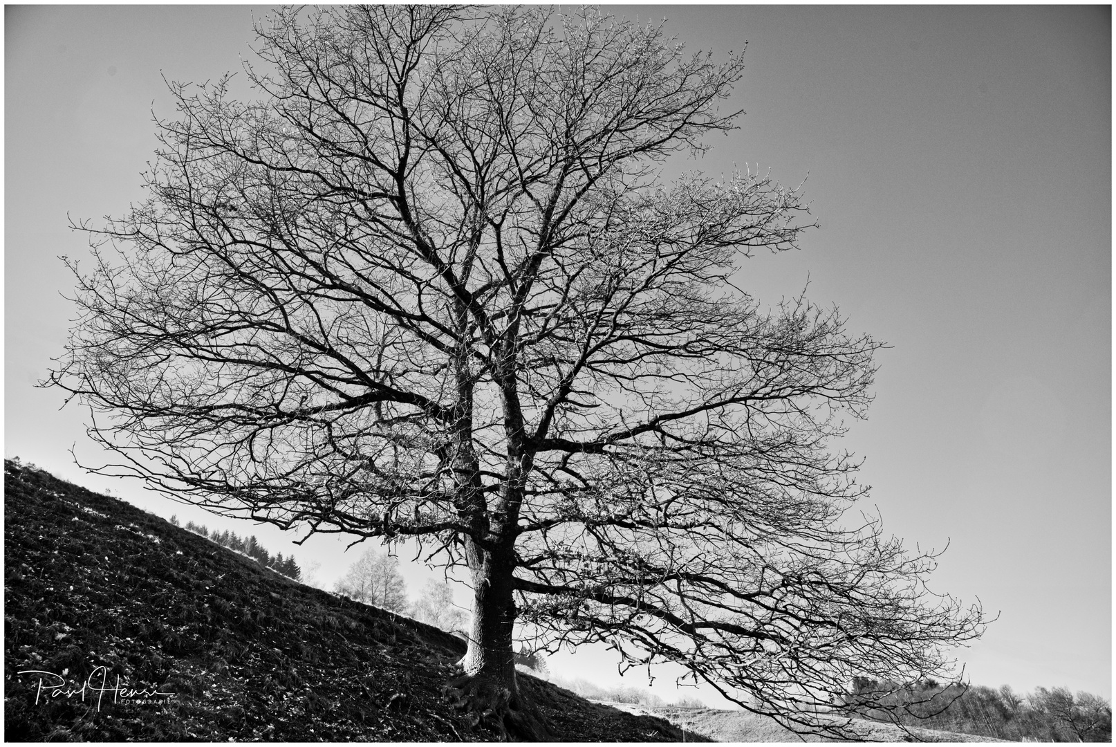 Der kahle Baum am Hang