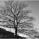 Der kahle Baum am Hang