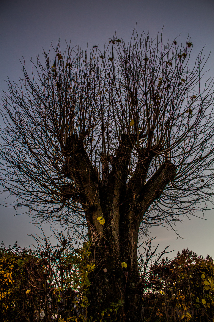 Der kahle Baum