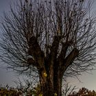 Der kahle Baum