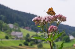 Der Kaiser des Eichbachtales