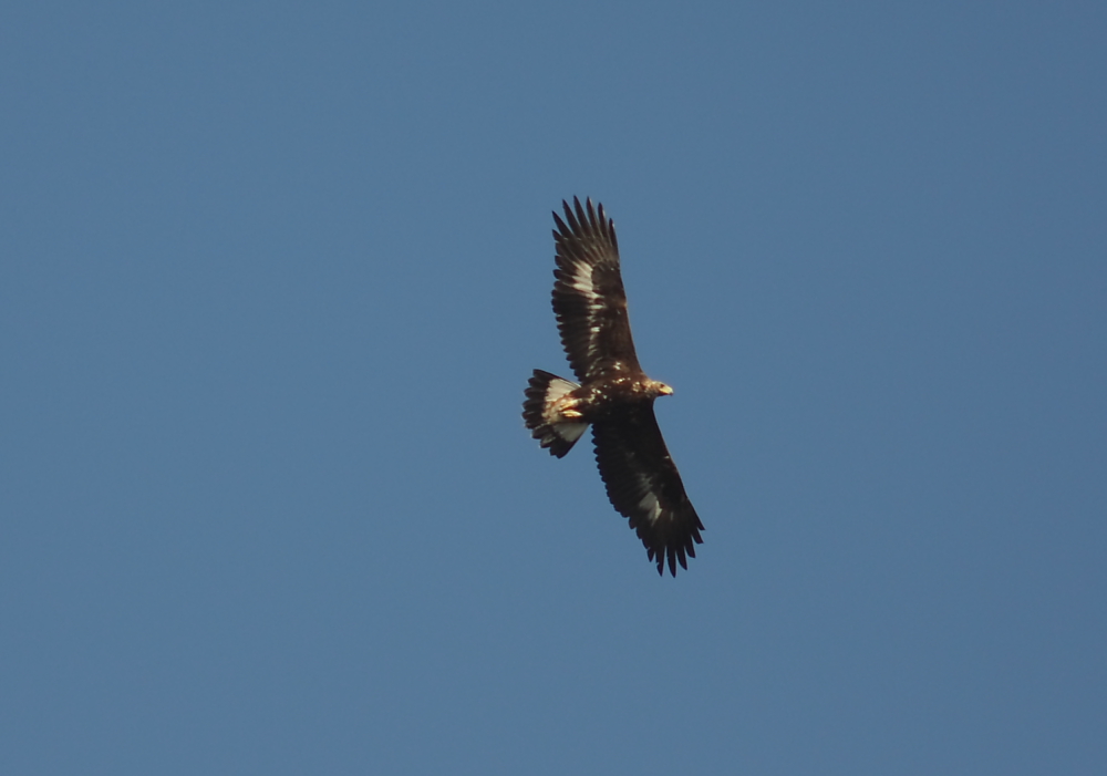 Der Kaiseradler ist ein junger Steinadler