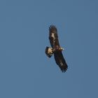 Der Kaiseradler ist ein junger Steinadler