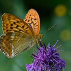 Der Kaisermantel (Argynnis paphia)