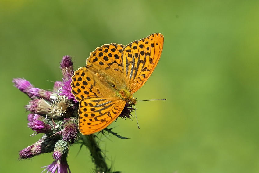 Der Kaisermantel (Argynnis paphia)