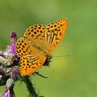 Der Kaisermantel (Argynnis paphia)