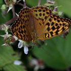 Der Kaisermantel -  Argynnis paphia