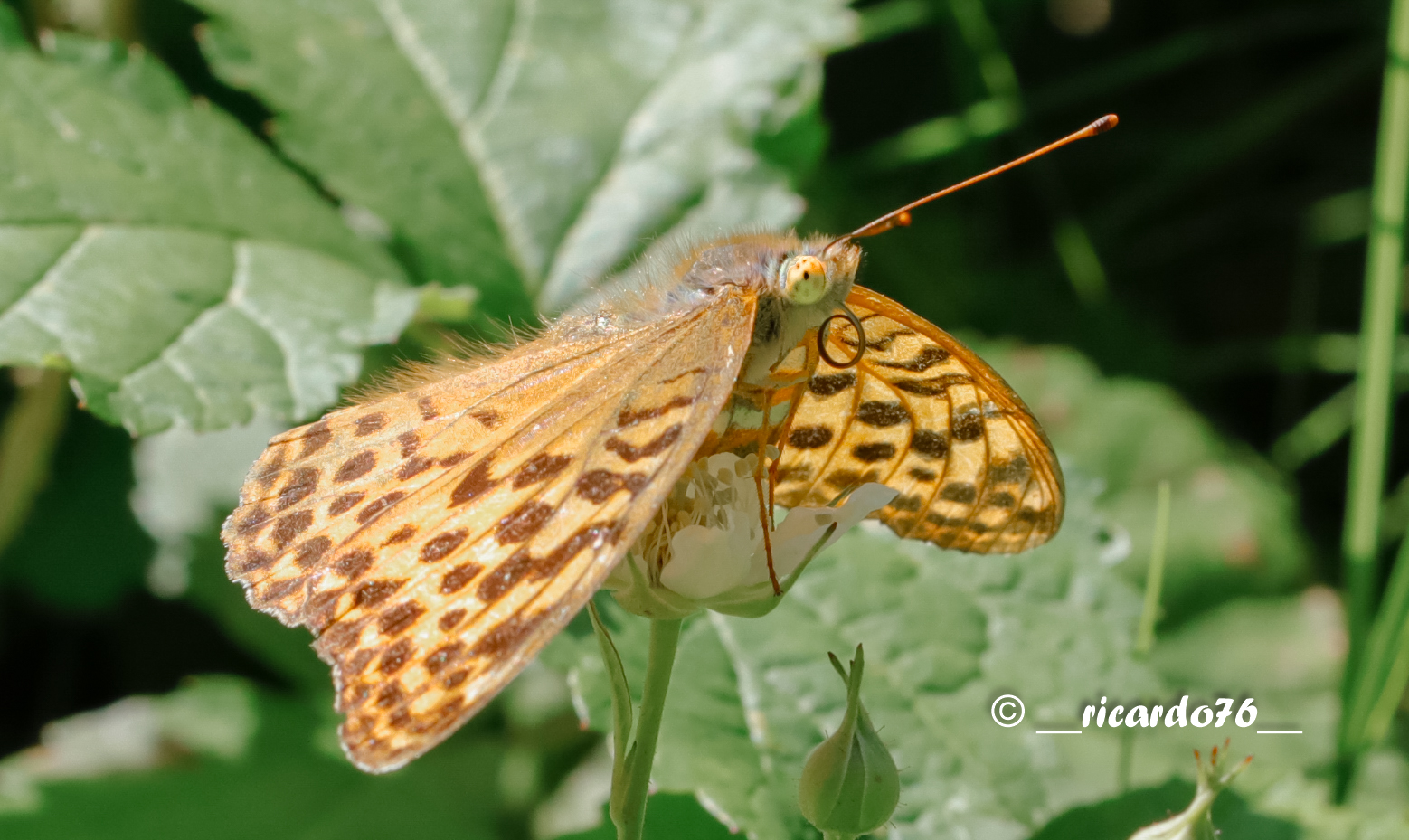 Der Kaisermantel (Argynnis paphia)