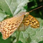 Der Kaisermantel (Argynnis paphia)