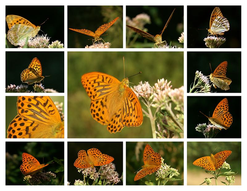 Der Kaisermantel - Argynnis paphia