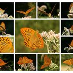 Der Kaisermantel - Argynnis paphia