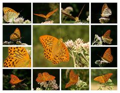 Der Kaisermantel - Argynnis paphia