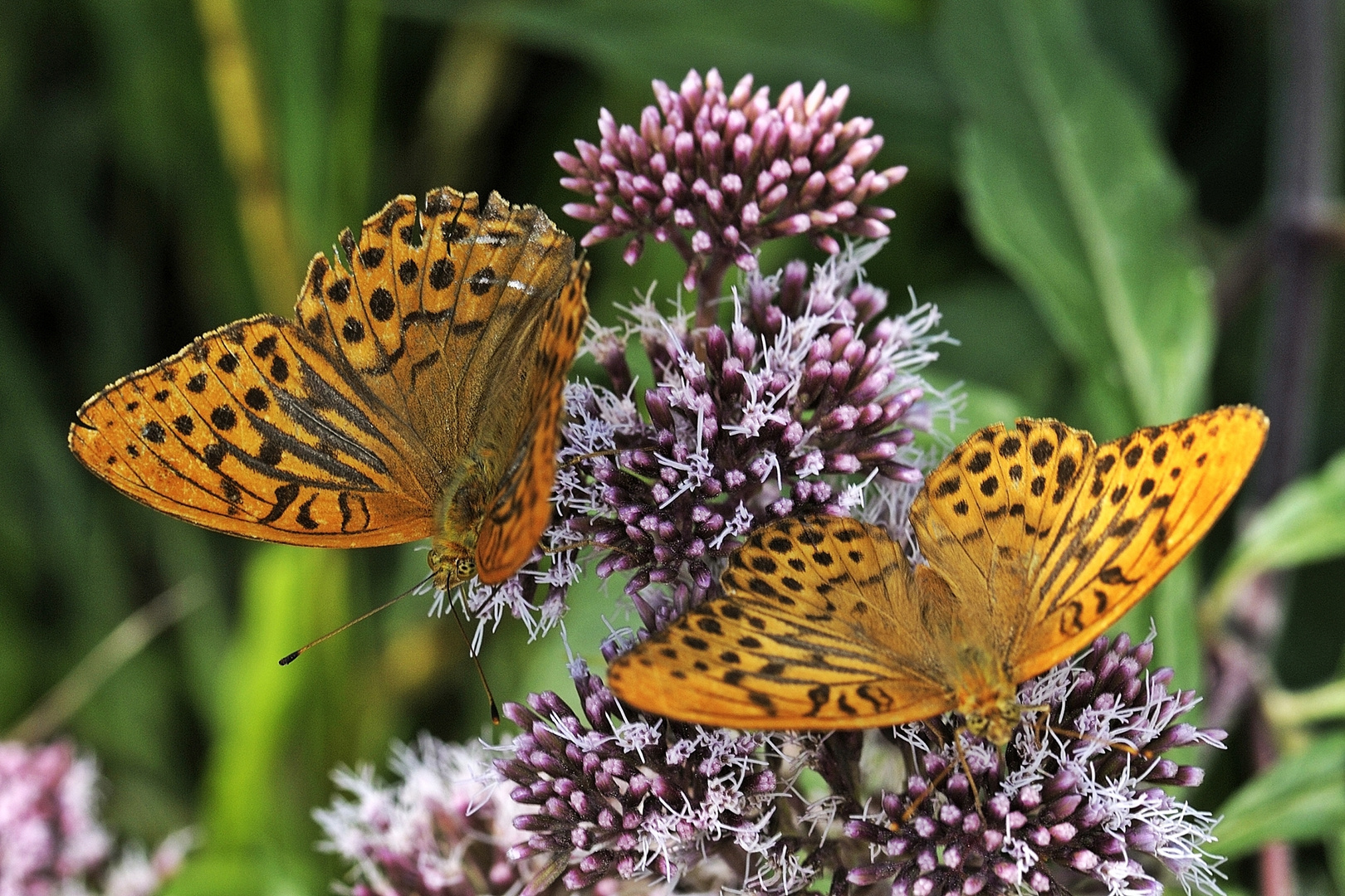 Der Kaisermantel (Argynnis paphia) ist der Schmetterling des Jahres 2022