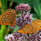 Der Kaisermantel (Argynnis paphia) ist der Schmetterling des Jahres 2022