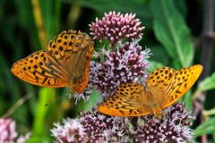 Der Kaisermantel (Argynnis paphia) ist der Schmetterling des Jahres 2022