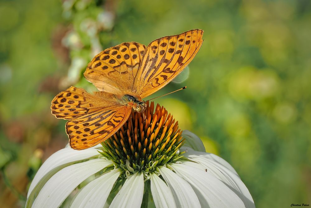 Der Kaisermantel geniesst