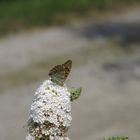 der Kaisermantel liebt viele Blüten