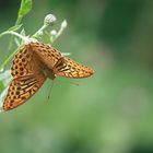 Der Kaisermantel oder Silberstrich (Argynnis paphia) 