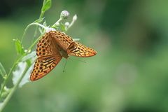 Der Kaisermantel oder Silberstrich (Argynnis paphia) 