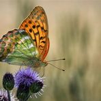 Der Kaisermantel oder Silberstrich (Argynnis paphia)