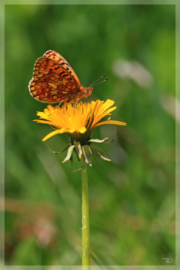 Der Kaisermantel Schmetterling