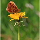 Der Kaisermantel Schmetterling