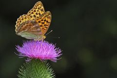 Der Kaisermantel vom Braunfelser Schlossteich 01