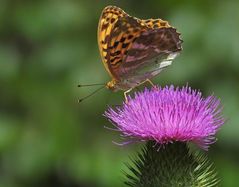 Der Kaisermantel vom Braunfelser Schlossteich 02