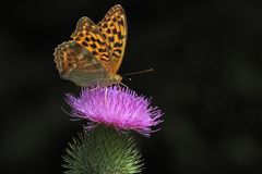 Der Kaisermantel vom Braunfelser Schlossteich 04