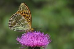 Der Kaisermantel vom Braunfelser Schlossteich 05