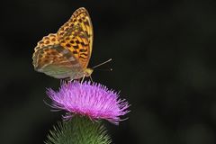 Der Kaisermantel vom Braunfelser Schlossteich 06