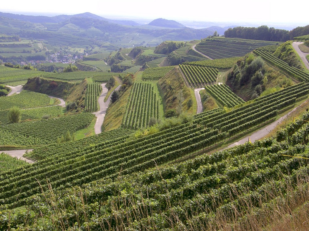 Der Kaiserstuhl vor der Weinlese 1