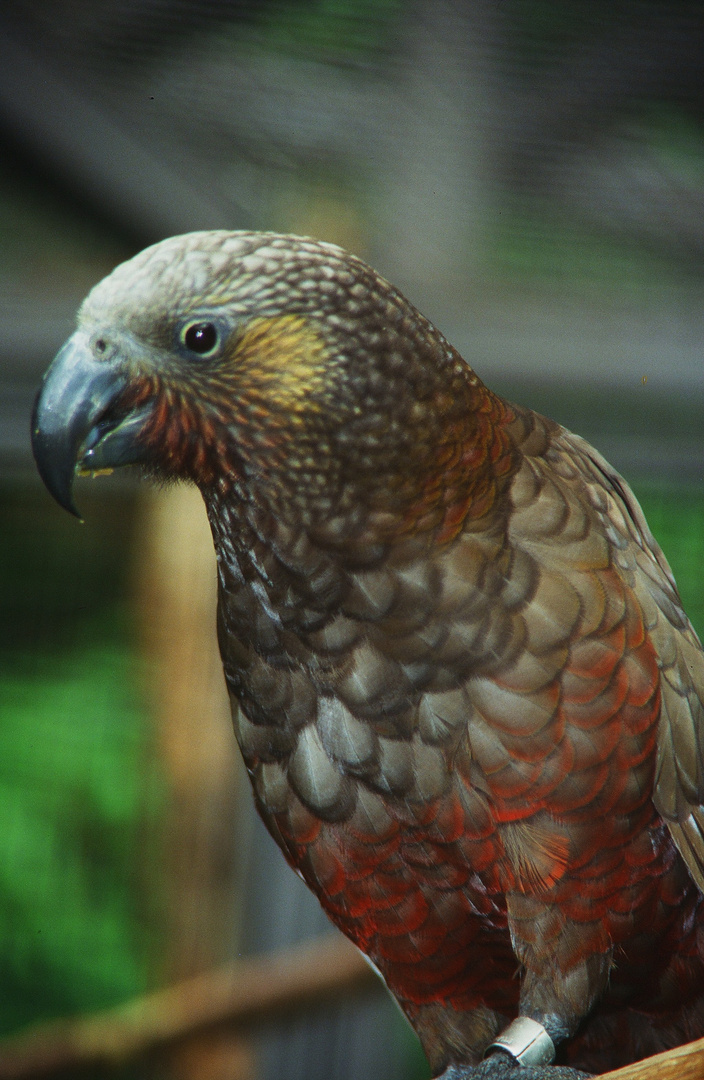 Der Kaka ein ältere Aufnahme aus der Wilhelma die die einzige Exemplare