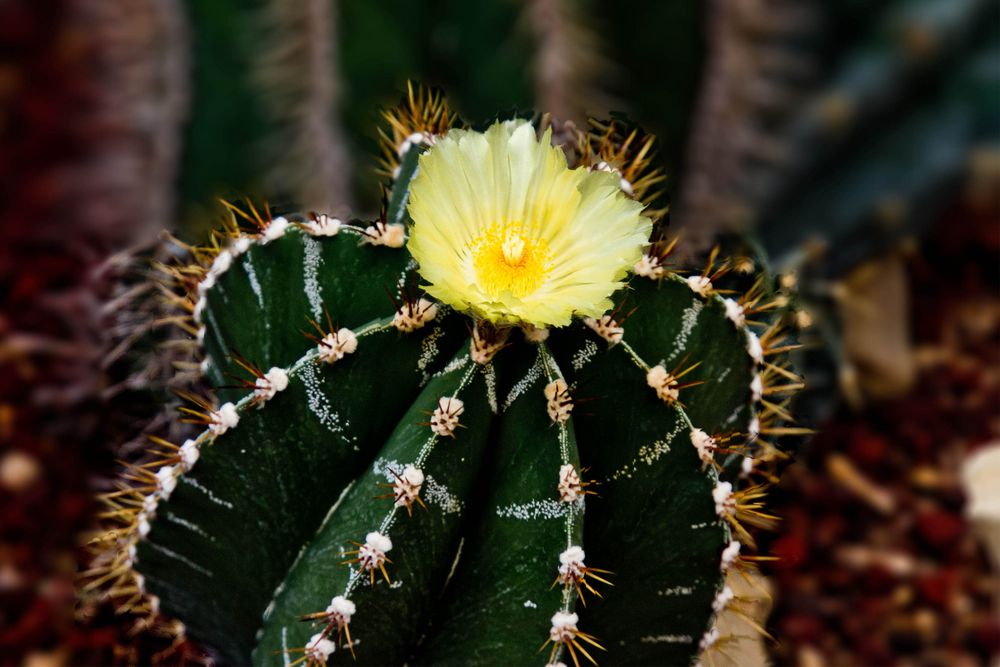 Der Kaktus lockt mit seiner Blüte