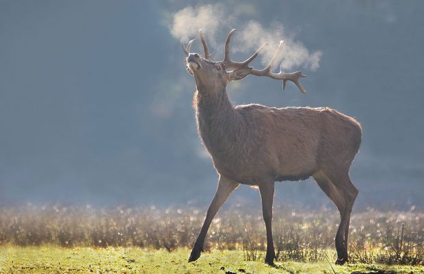 Der kalte Atem des Hirschs