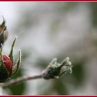 der kalte Tod in rot