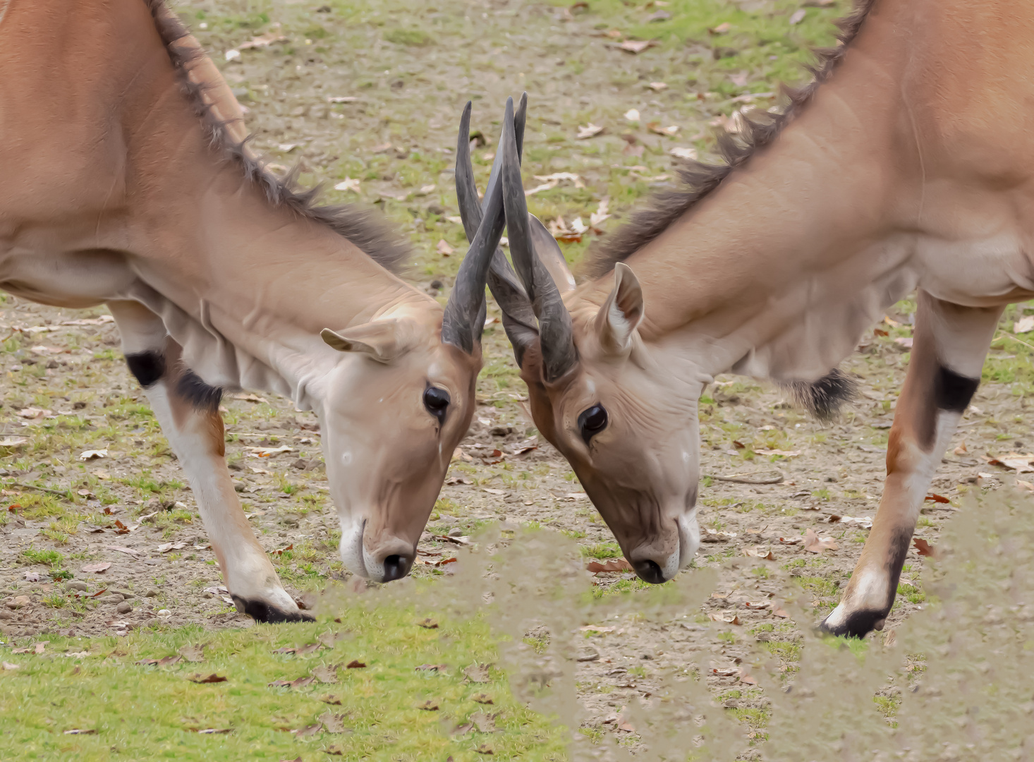 Der Kampf  der  Antilope 