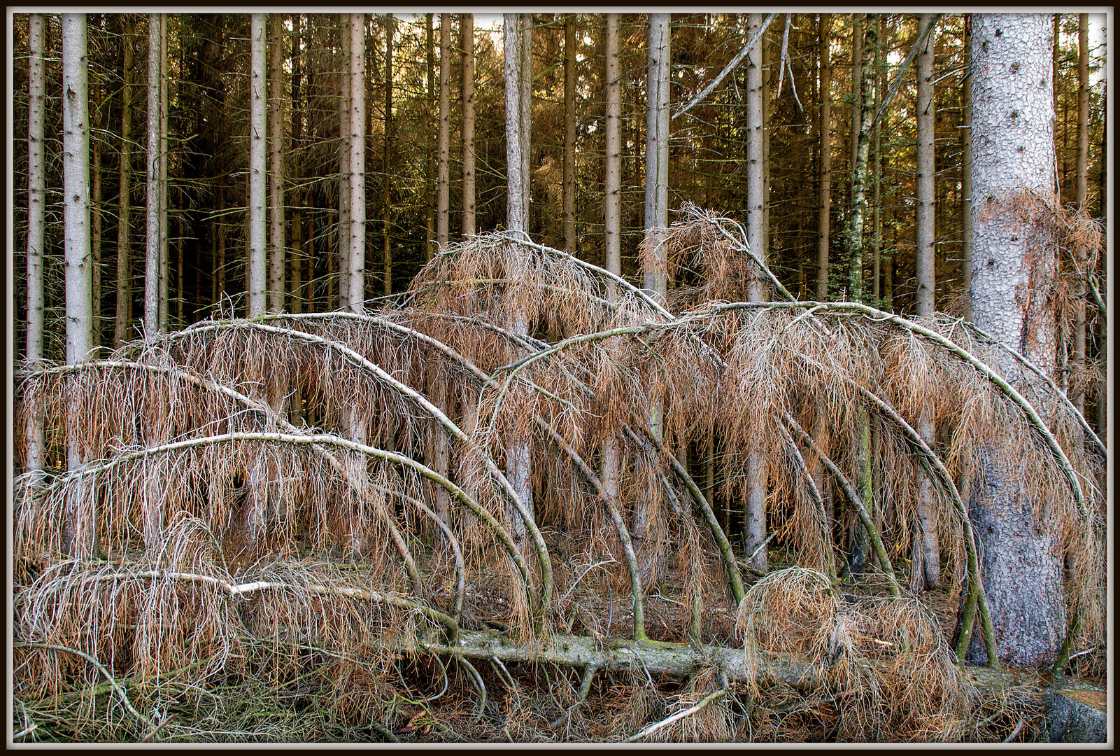 Der Kampf der heimischen Fichtenwälder Foto & Bild world, wald, bäume Bilder auf