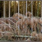 Der Kampf der heimischen Fichtenwälder