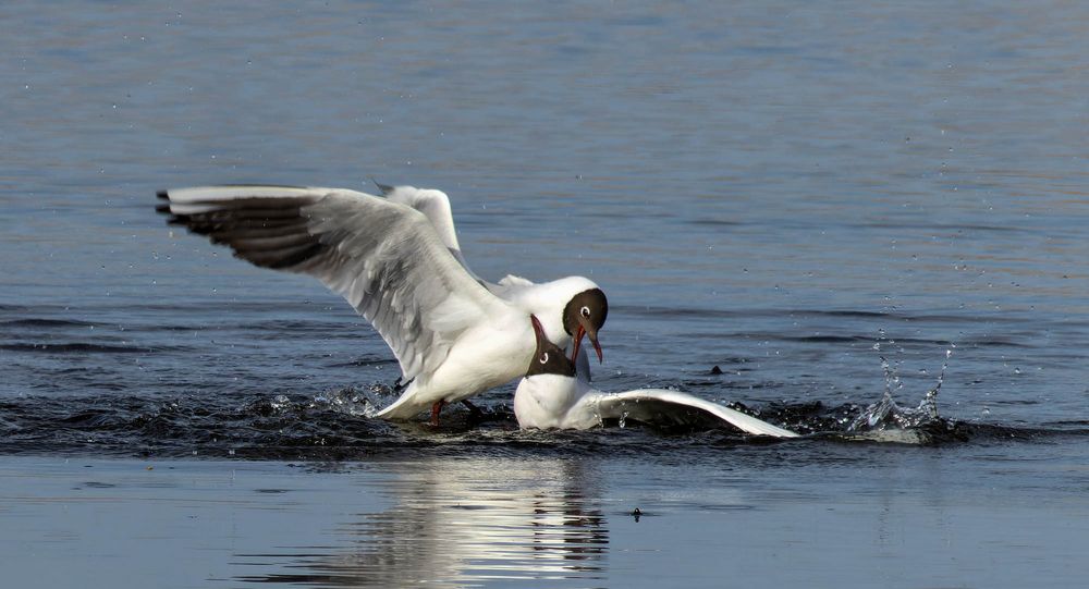 Der Kampf… Foto & Bild natur, tiere, wildlife Bilder auf