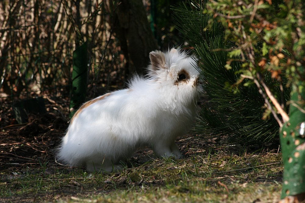 Der Kampf mit dem Igel