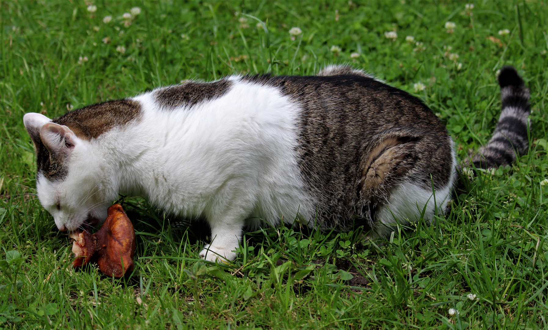 Der Kampf mit dem Schweineohr