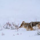 Der Kampf mit dem Tiefschnee